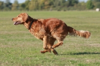 Picture of Golden Retriever running, side view