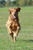 Picture of Golden Retriever running