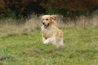 Picture of Golden Retriever running