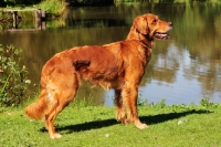 Picture of Golden Retriever side view