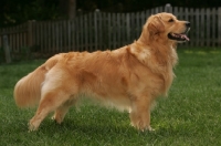 Picture of Golden Retriever, side view