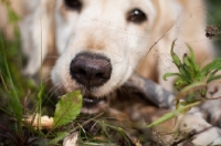 Picture of Golden Retriever smelling leaf