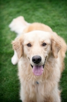 Picture of golden retriever smiling in grass