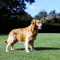 Picture of golden retriever standing on grass