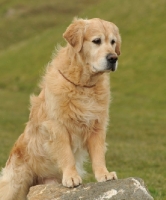 Picture of Golden Retriever standing on stone