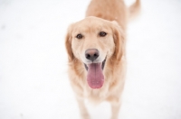 Picture of Golden Retriever standing on snow, smiling.