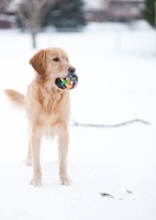 Picture of Golden Retriever standing on snow with toy in mouth.