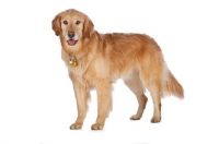 Picture of Golden Retriever, standing