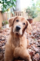 Picture of golden retriever tilting head