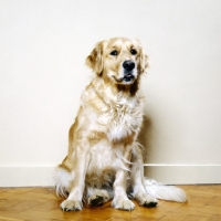 Picture of golden retriever with shiny coat