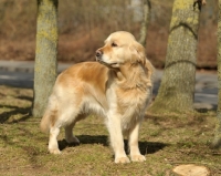 Picture of Golden Retriever