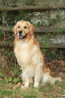 Picture of Golden Retriever