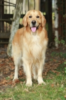 Picture of Golden Retriever