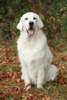 Picture of Golden Retriever