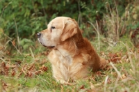 Picture of Golden Retriever