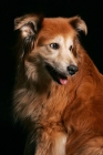 Picture of golden sheltie mix sitting