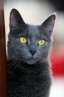 Picture of grey cat portrait