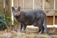 Picture of grey cat standing in front of fence