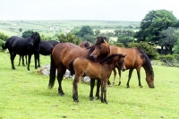 Picture of group of dartmoor mares and  foals
