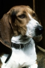 Picture of handsome hound