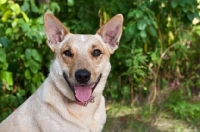 Picture of Happy cattle dog cross with greenery background.