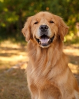 Picture of happy looking Golden Retriever