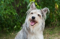 Picture of Happy Terrier mix dog sitting with greenery background.