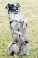 Picture of Harlequin coloured Pyrenean Sheepdog, standing on hind legs