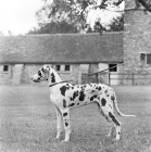 Picture of harlequin great dane puppy