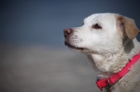 Picture of head shot of a wet labrador cross with a pink collar