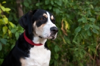 Picture of head shot of large Mixed Breed dog