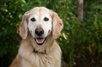 Picture of Head shot of older Golden Retriever with greenery background.