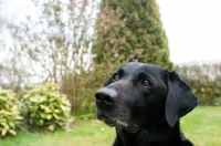 Picture of Headshot of a Labrador in the garden