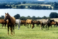 Picture of herd of trakehners at gestÃ¼t rantzau