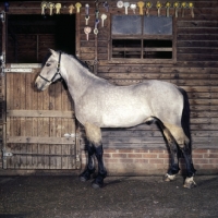 Picture of horse clips, cob in full clip, except legs