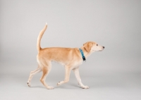 Picture of Hound mix trotting in studio, with tail up.