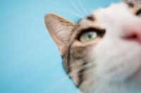 Picture of Household cat close up on blue background