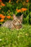 Picture of household cat in garden