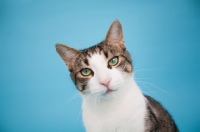 Picture of Household cat on blue background, looking at camera