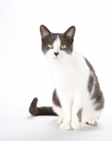 Picture of Household Cat on white background