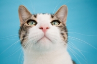 Picture of Household cat portrait on blue background