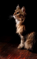 Picture of Household cat, sitting on floor