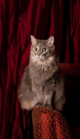 Picture of Household cat, sitting on the side of a chair