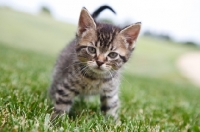 Picture of household kitten on grass