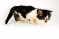 Picture of Household kitten on white background