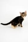 Picture of Household kitten sitting on white background