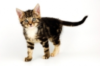 Picture of Household kitten standing on white background