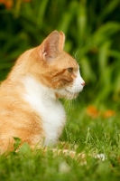 Picture of Household pet in garden, looking ahead