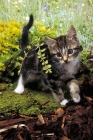 Picture of household tabby and white kitten amongst greenery