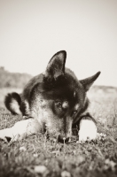 Picture of Husky Crossbred dog in black and white